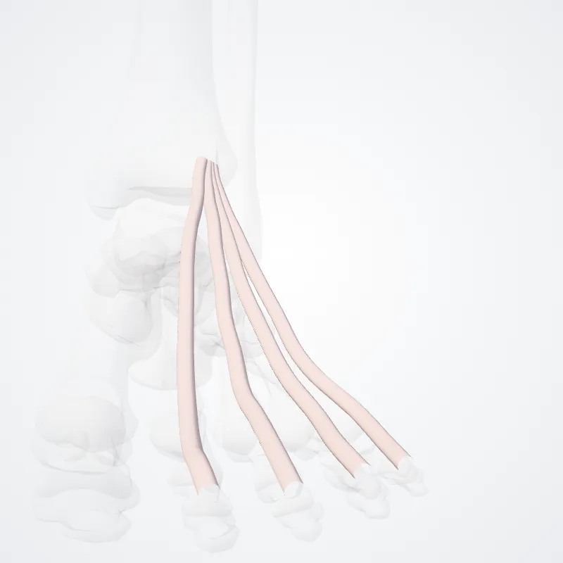 Tendon extensoris digitorum longi (Tendon of extensor digitorum longus) hervorgehoben in einem 3D-Modell des menschlichen Körpers