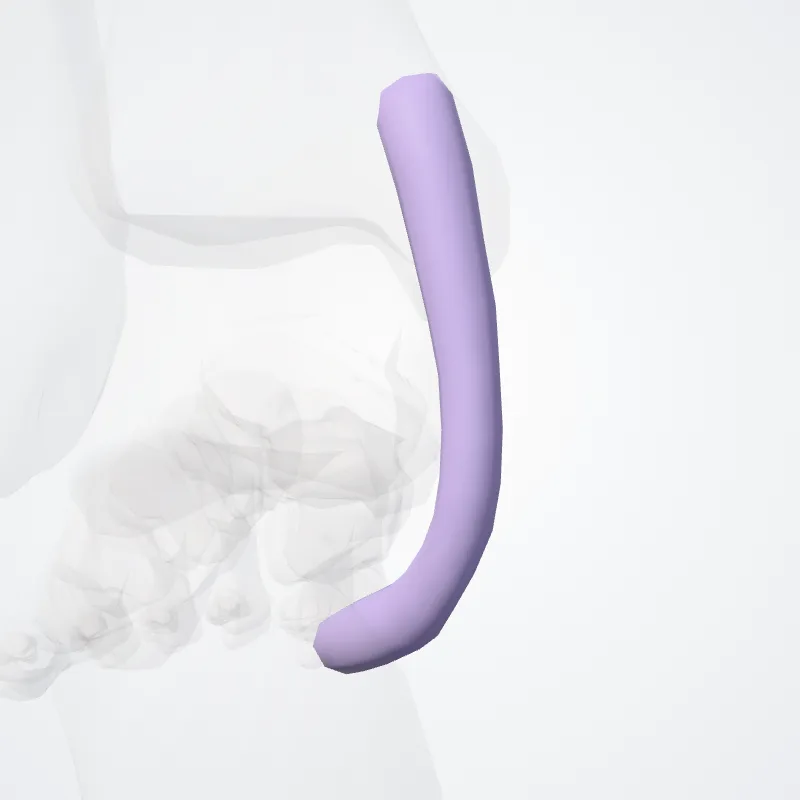 Tendon sheath of flexor digitorum longus (Vagina tendinis flexoris digitorum longus) highlighted in a 3D model of the human body
