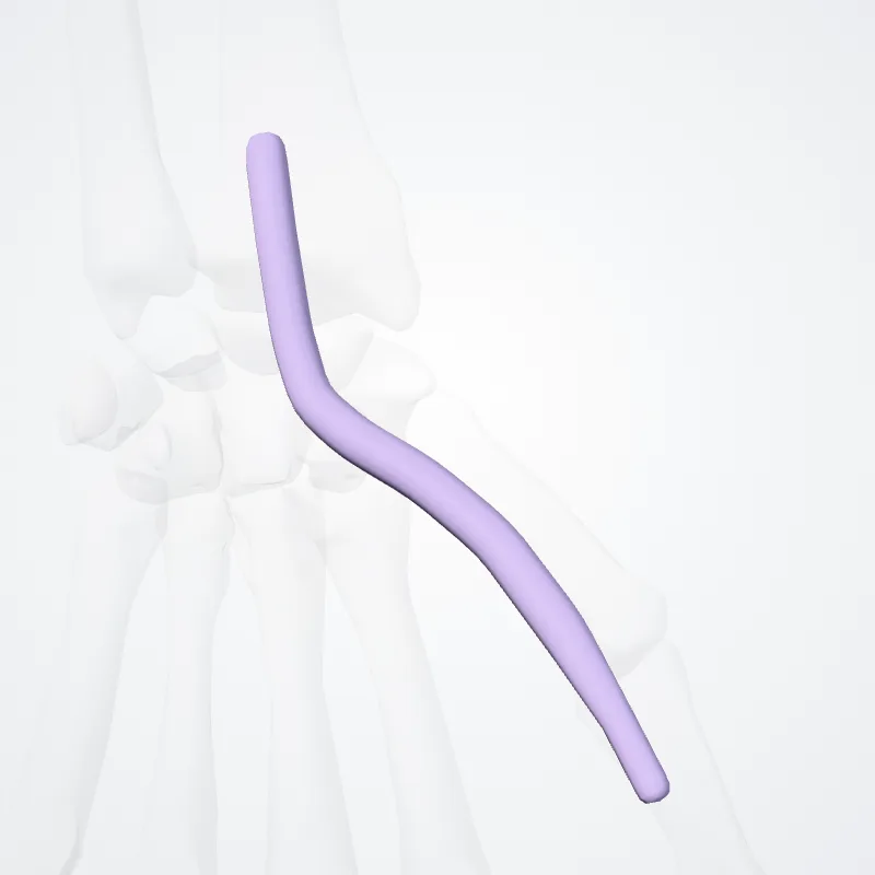 Vagina tendinis flexoris longi pollicis (Tendon sheath of flexor pollicis longus) hervorgehoben in einem 3D-Modell des menschlichen Körpers
