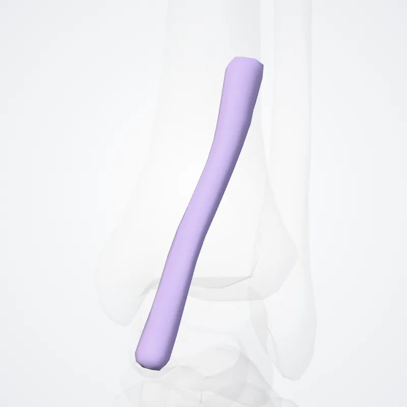 Tendon sheath of tibialis anterior hervorgehoben in einem 3D-Modell des menschlichen Körpers