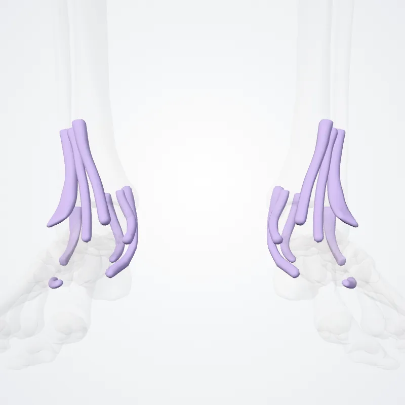Vaginae tendinum membri inferioris (Tendon sheaths of lower limb) hervorgehoben in einem 3D-Modell des menschlichen Körpers