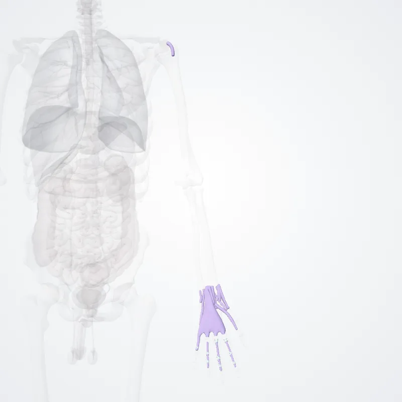 Tendon sheaths of upper limb (Vaginae tendinum membri superioris) highlighted in a 3D model of the human body