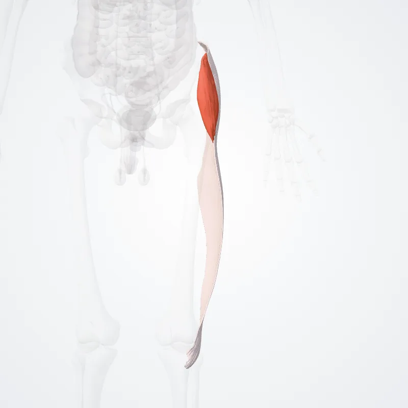 Tensor fasciae latae hervorgehoben in einem 3D-Modell des menschlichen Körpers