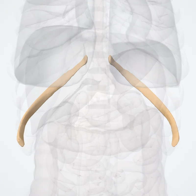 Tenth rib (Decima costa) highlighted in a 3D model of the human body