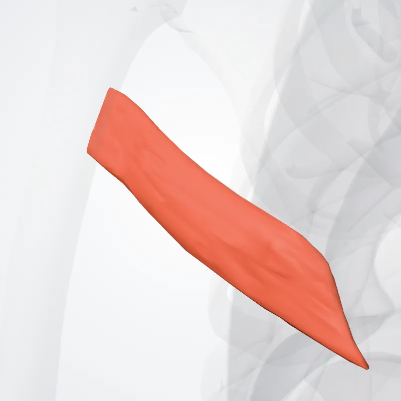 Musculus teres major (Teres major muscle) hervorgehoben in einem 3D-Modell des menschlichen Körpers