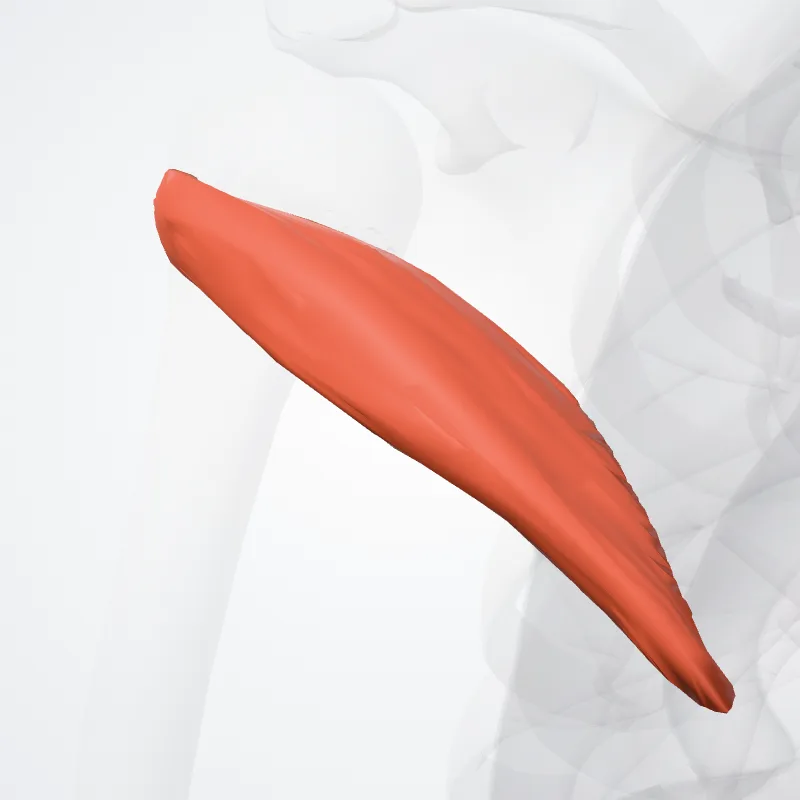 Teres minor muscle (Musculus teres minor) highlighted in a 3D model of the human body