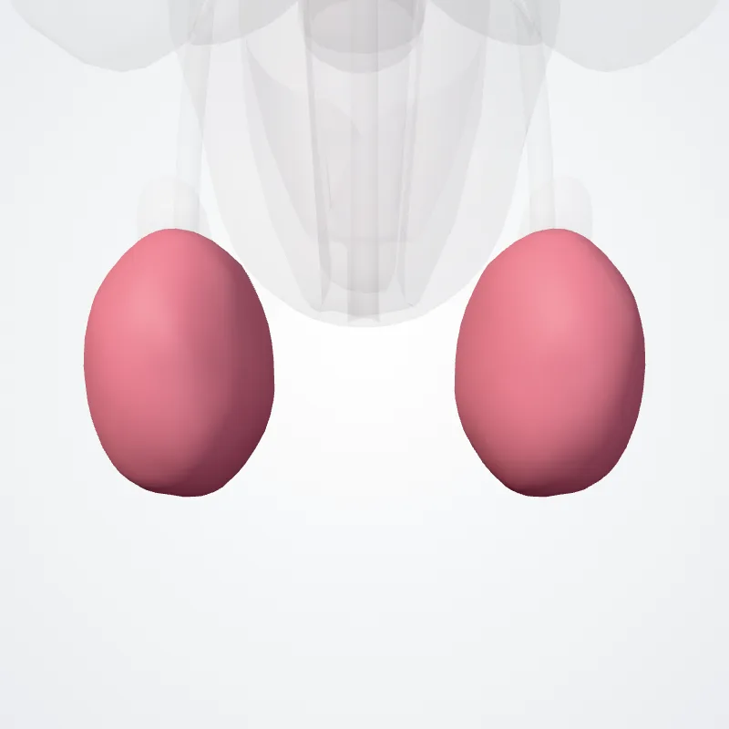 Testis, die Struktur, an der diese Landmarke liegt