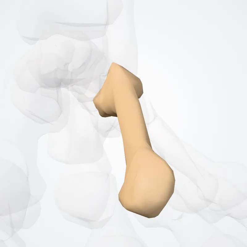 Os tertium metatarsi (Third metatarsal bone) hervorgehoben in einem 3D-Modell des menschlichen Körpers