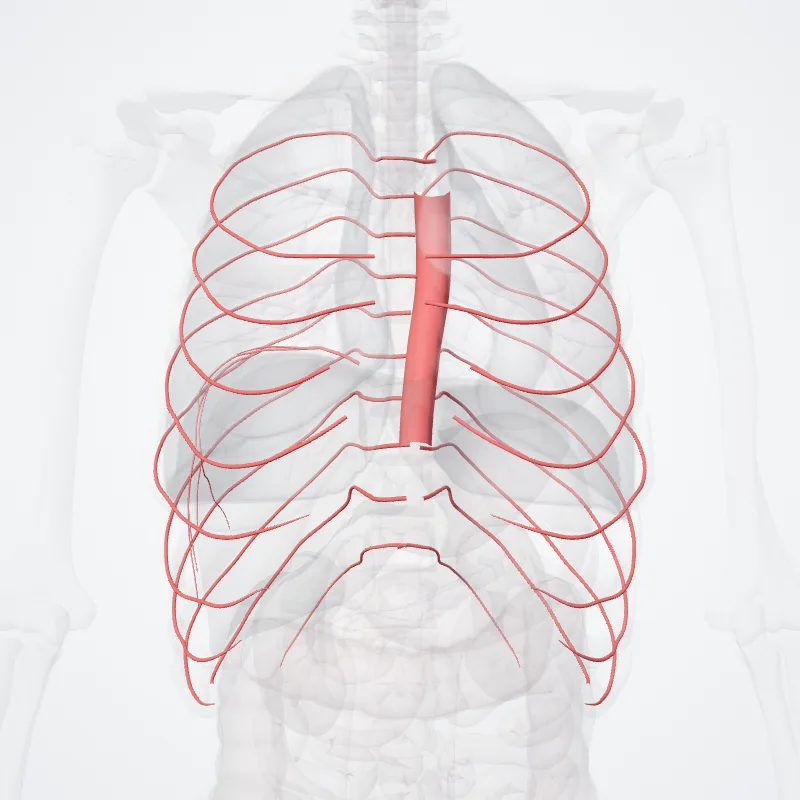 Aorta thoracica (Thoracic aorta) hervorgehoben in einem 3D-Modell des menschlichen Körpers
