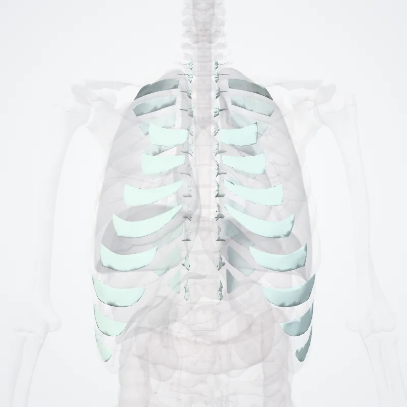 Thoracic joints (Juncturae thoracis) highlighted in a 3D model of the human body
