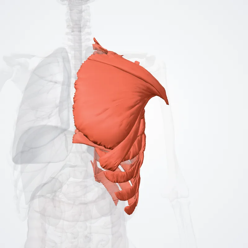 Pars thoracica systematis muscularis (Thoracic part of muscular system) hervorgehoben in einem 3D-Modell des menschlichen Körpers