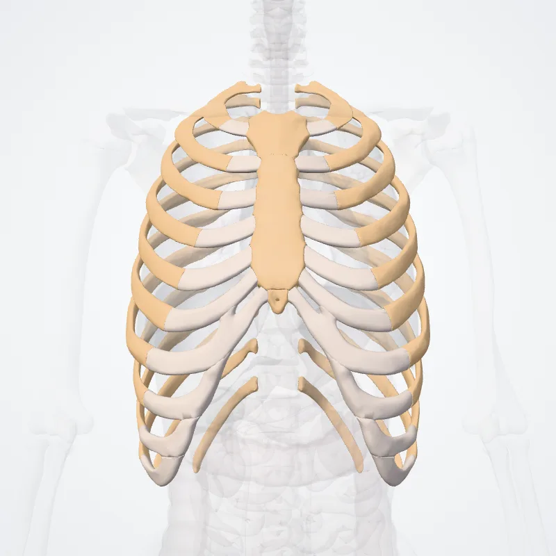 Thoracic skeleton (Skeleton thoracis) highlighted in a 3D model of the human body