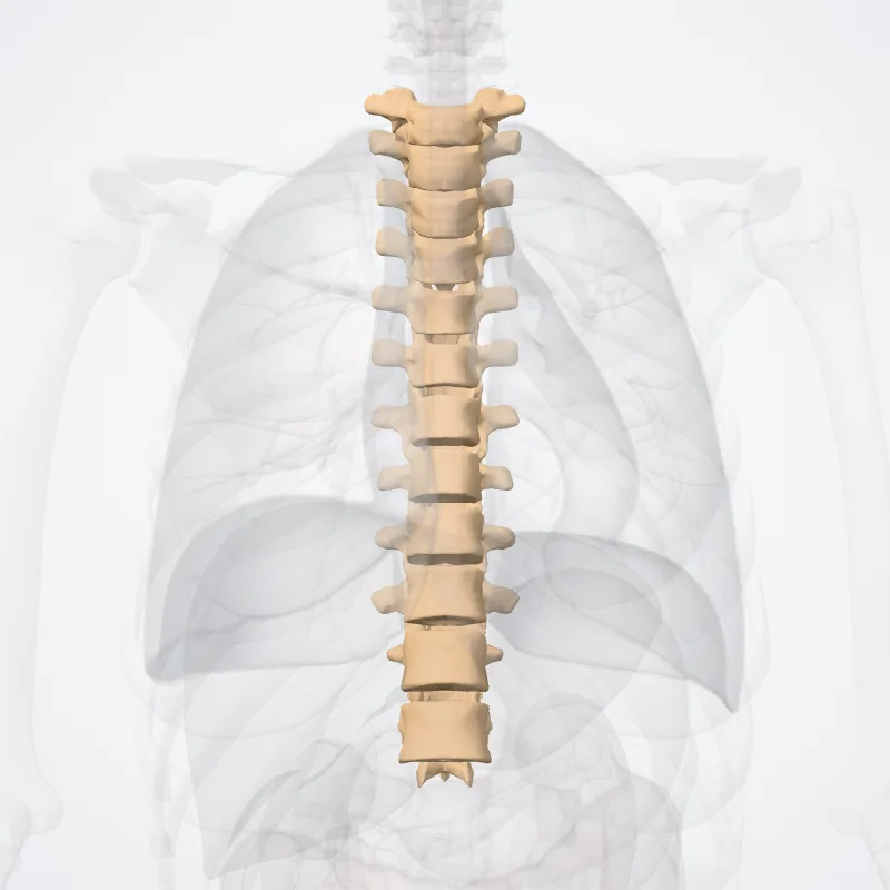 Vertebrae thoracicae (Thoracic vertebrae) hervorgehoben in einem 3D-Modell des menschlichen Körpers