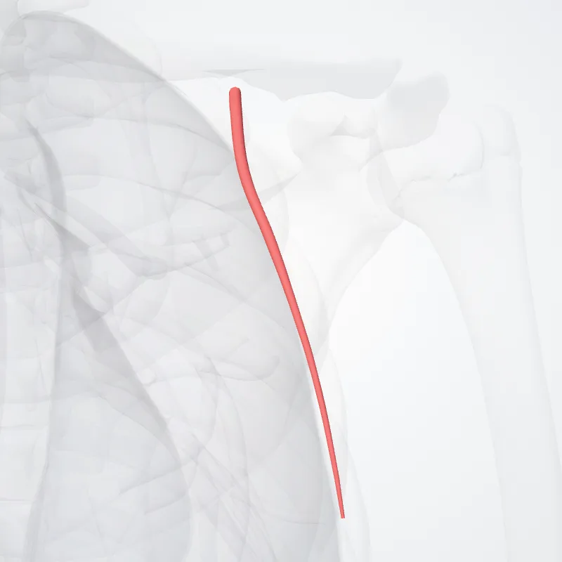 Arteria thoracoacromialis (Thoraco-acromial artery) hervorgehoben in einem 3D-Modell des menschlichen Körpers