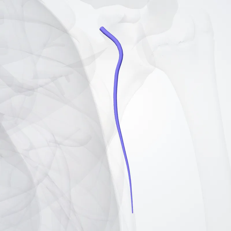 Thoracodorsal vein (Vena thoracodorsalis) highlighted in a 3D model of the human body
