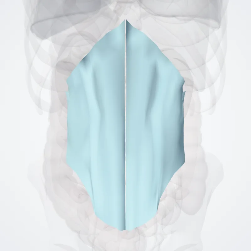 Fascia thoracolumbalis (Thoracolumbar fascia) hervorgehoben in einem 3D-Modell des menschlichen Körpers