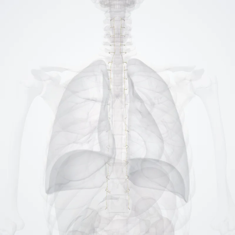 Pars thoracolumbalis divisionis autonomicae (Thoracolumbar part of autonomic division) hervorgehoben in einem 3D-Modell des menschlichen Körpers