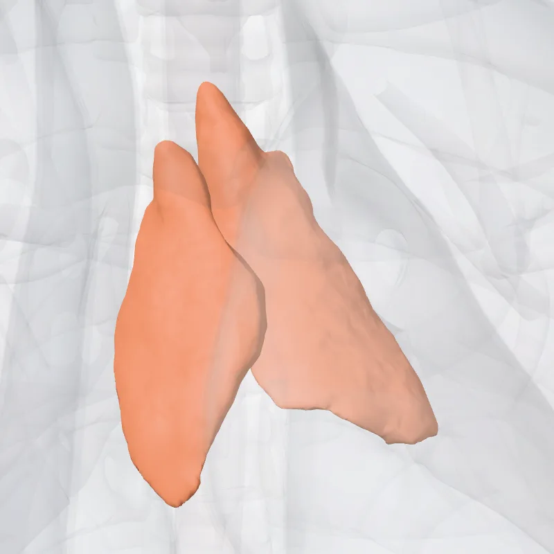 Thymus hervorgehoben in einem 3D-Modell des menschlichen Körpers