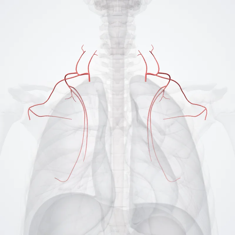 Truncus thyreocervicalis (Thyrocervical trunk) hervorgehoben in einem 3D-Modell des menschlichen Körpers