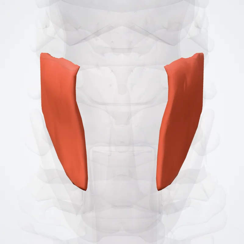 Musculus thyreohyoideus (Thyrohyoid muscle) hervorgehoben in einem 3D-Modell des menschlichen Körpers