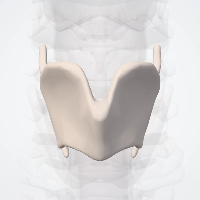 Thyroid cartilage, the structure this landmark is on
