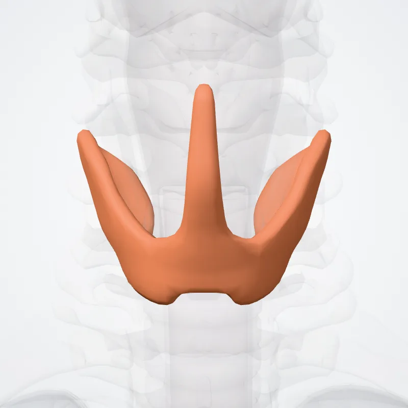 Thyroid gland, the structure this landmark is on