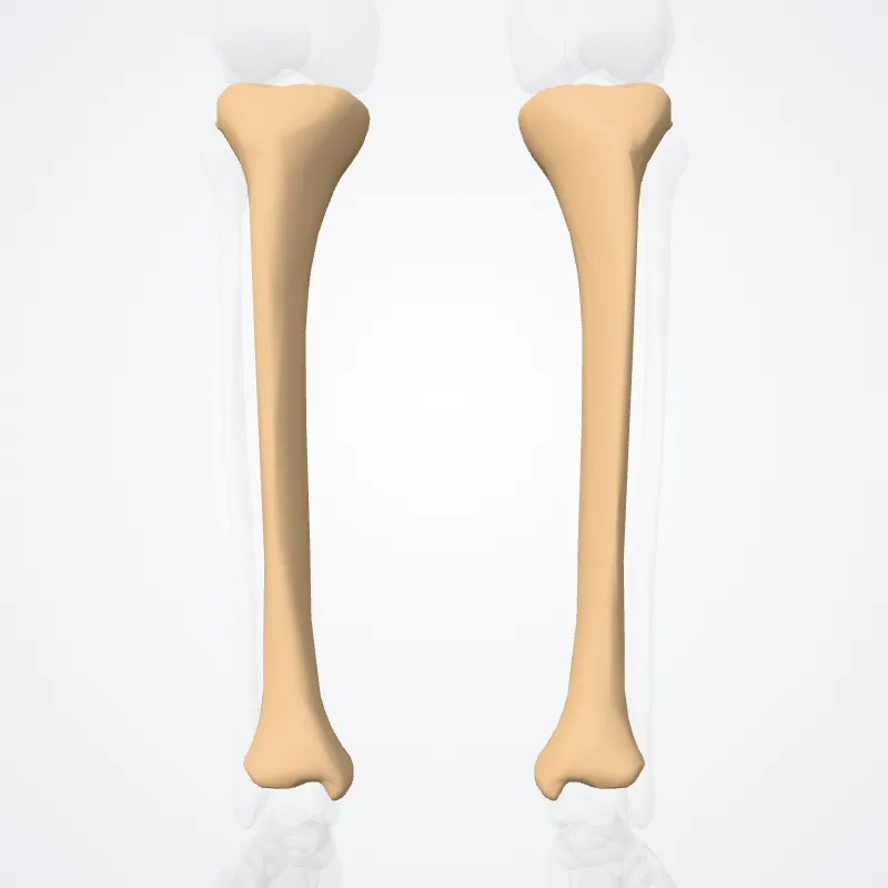 Tibia hervorgehoben in einem 3D-Modell des menschlichen Körpers