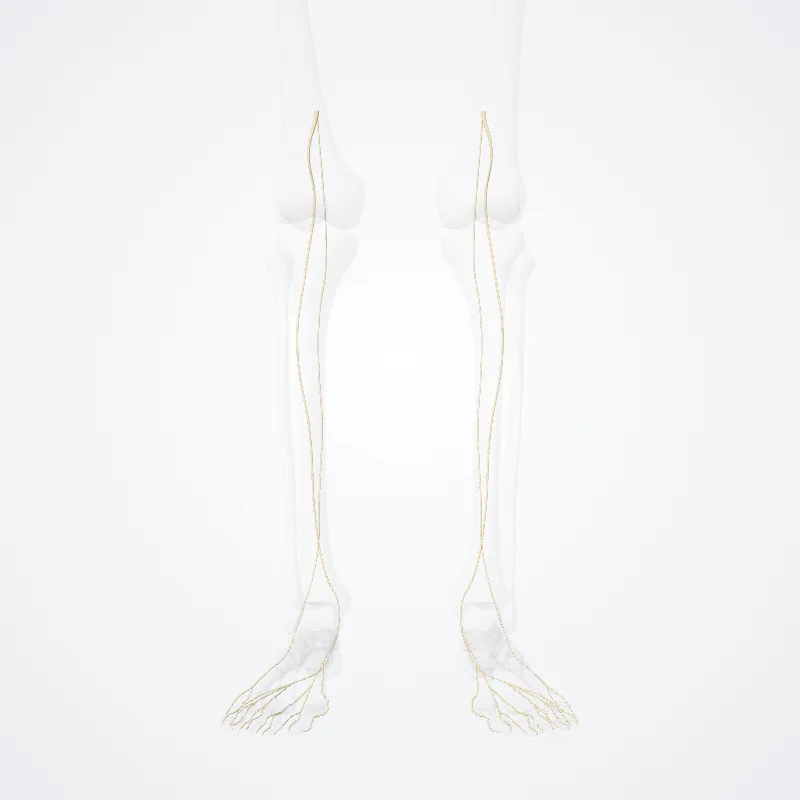 Tibial nerve (Nervus tibialis) highlighted in a 3D model of the human body