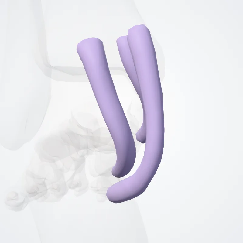 Vaginae tarseae tibiales tendinum (Tibial tarsal tendon sheaths) hervorgehoben in einem 3D-Modell des menschlichen Körpers