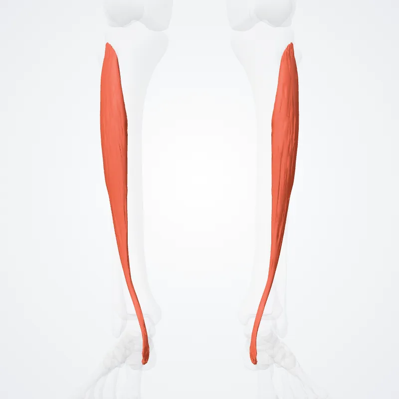 Tibialis anterior muscle (Musculus tibialis anterior) highlighted in a 3D model of the human body