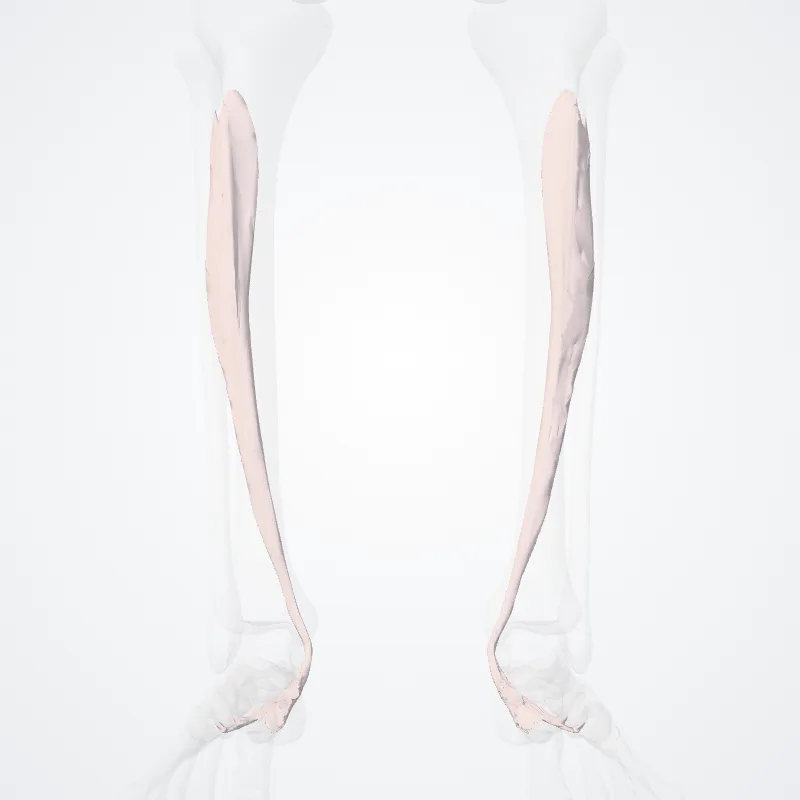 Musculus tibialis posterior (Tibialis posterior muscle) hervorgehoben in einem 3D-Modell des menschlichen Körpers