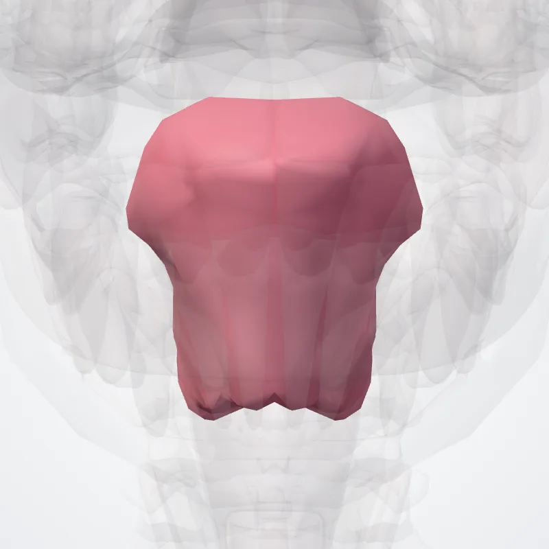 Lingua (Tongue) hervorgehoben in einem 3D-Modell des menschlichen Körpers