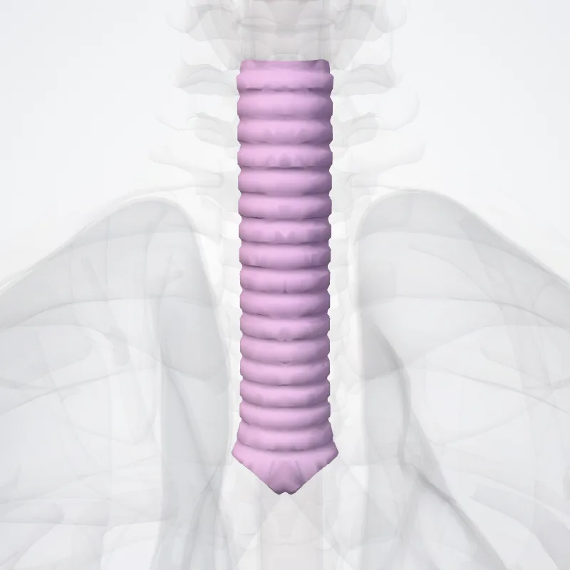 Trachea hervorgehoben in einem 3D-Modell des menschlichen Körpers
