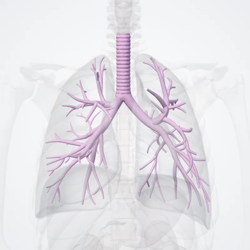 Tracheobronchial tree (Arbor tracheobronchialis) highlighted in a 3D model of the human body