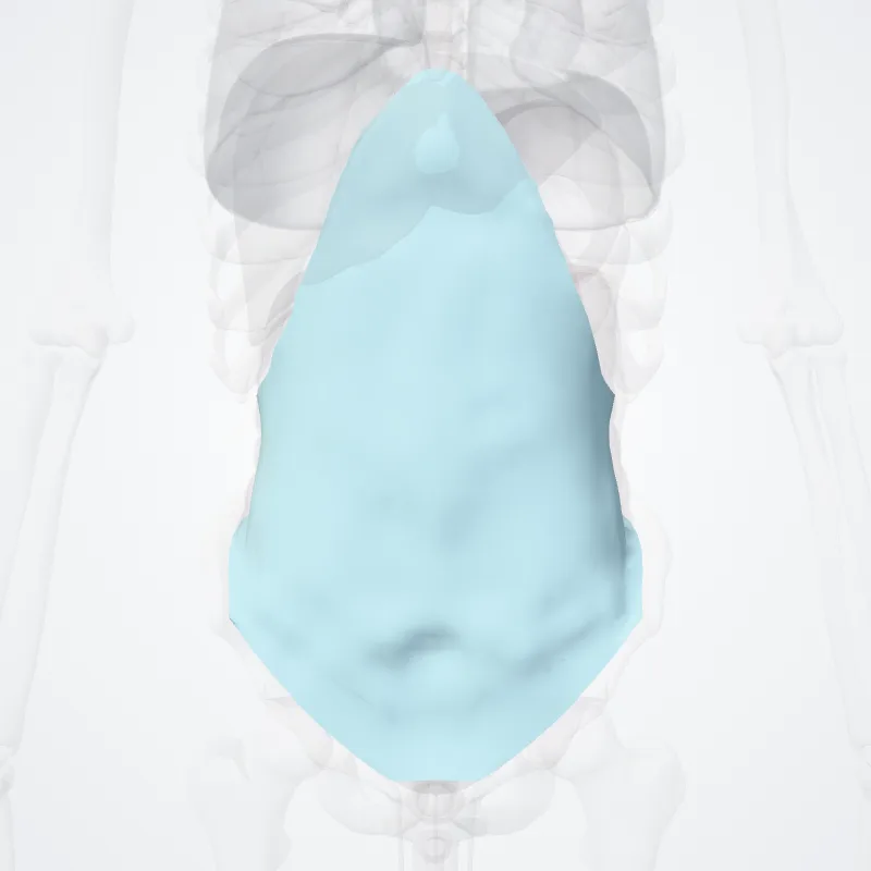 Transversalis fascia (Fascia transversalis) highlighted in a 3D model of the human body
