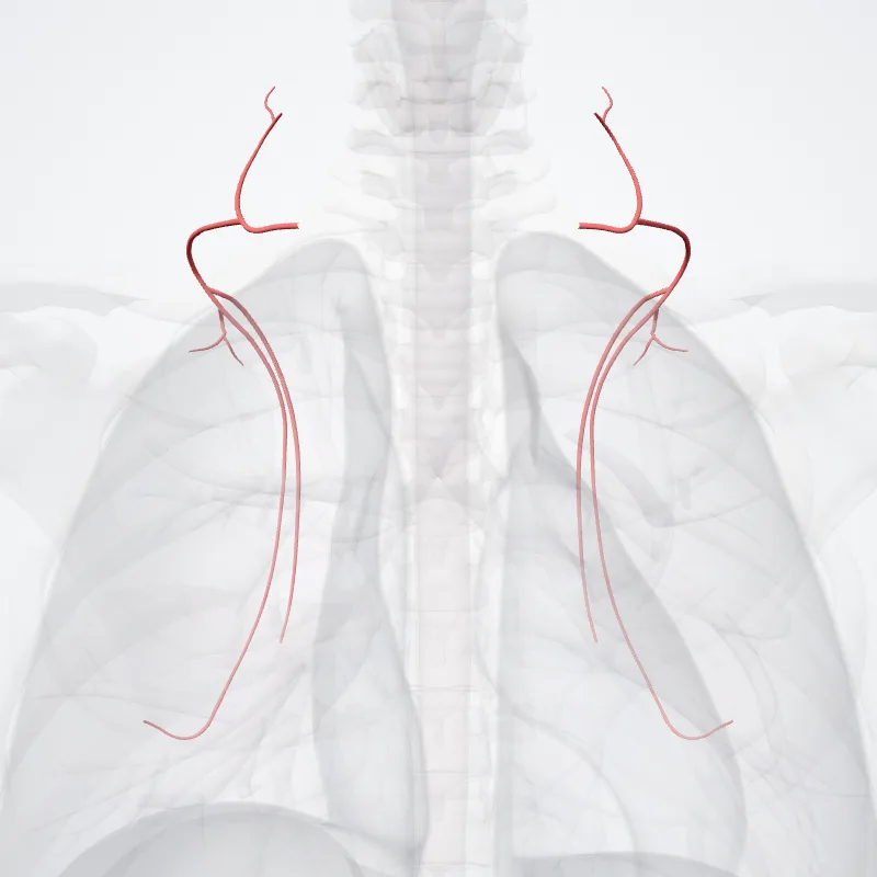 Transverse cervical artery (Arteria transversa colli arteria transversa cervicis) highlighted in a 3D model of the human body