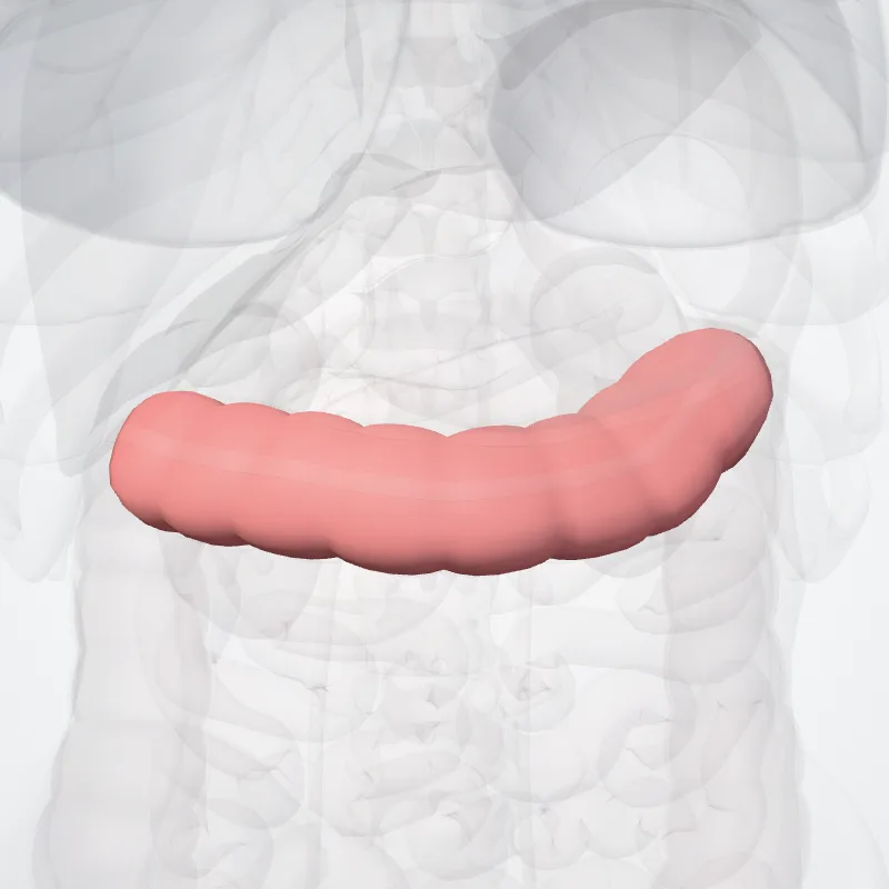 Transverse colon (Colon transversum) highlighted in a 3D model of the human body
