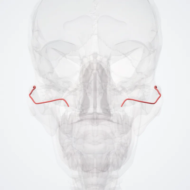 Transverse facial artery (Arteria transversa faciei) highlighted in a 3D model of the human body