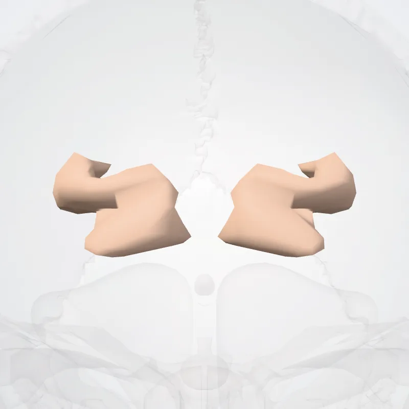 Transverse frontopolar gyrus and sulcus* highlighted in a 3D model of the human body
