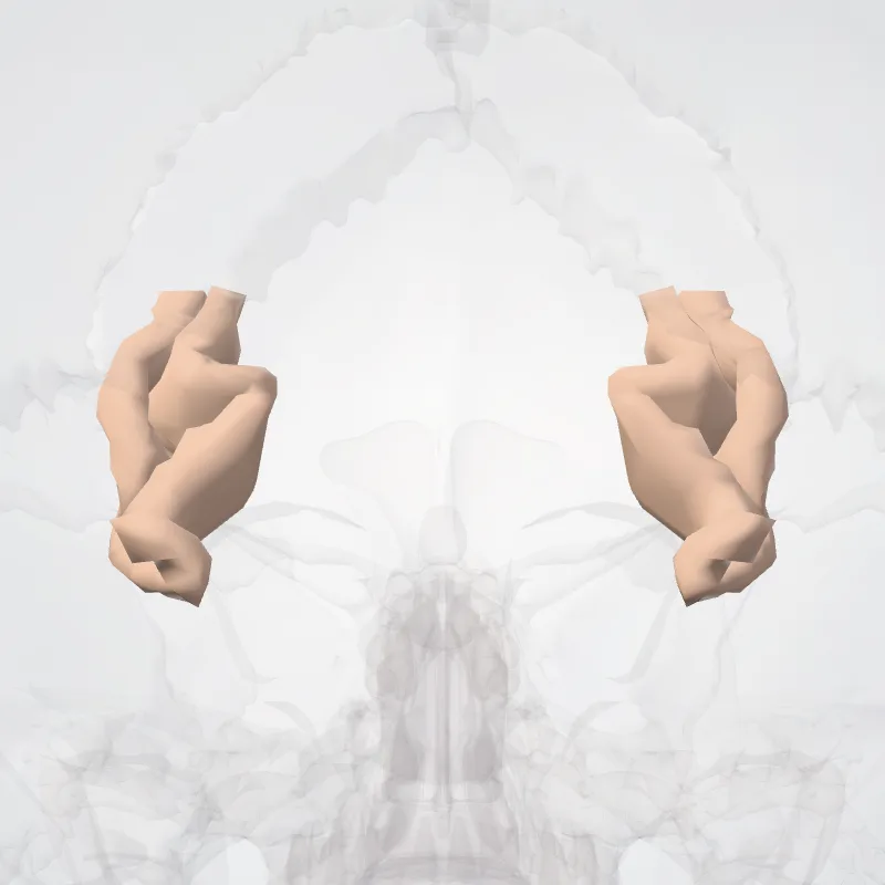 Transverse occipital sulcus (Sulcus occipitalis transversus) highlighted in a 3D model of the human body