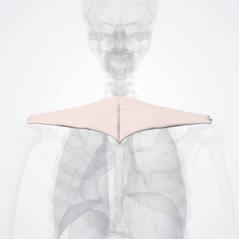 Pars transversa musculi trapezii (Transverse part of trapezius muscle) hervorgehoben in einem 3D-Modell des menschlichen Körpers