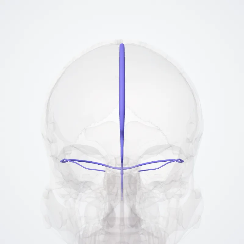 Transverse sinus (Sinus transversus) highlighted in a 3D model of the human body