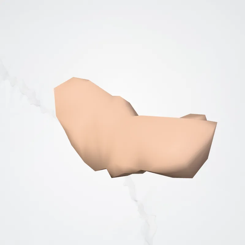 Gyri temporales transversi (Transverse temporal gyri) hervorgehoben in einem 3D-Modell des menschlichen Körpers