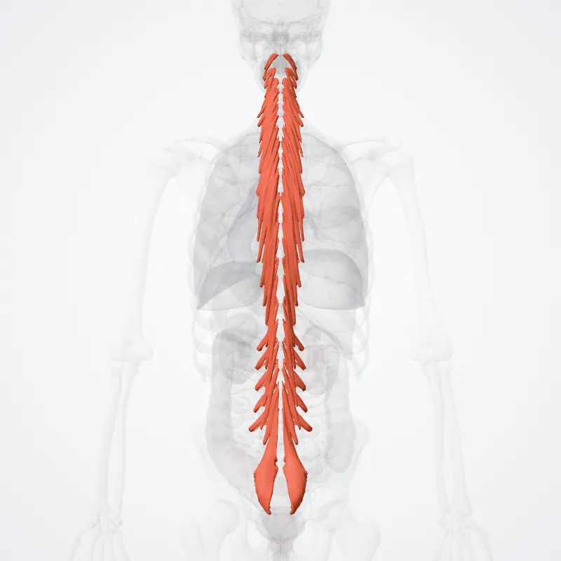 Musculi transversospinales (Transversospinal muscles) hervorgehoben in einem 3D-Modell des menschlichen Körpers