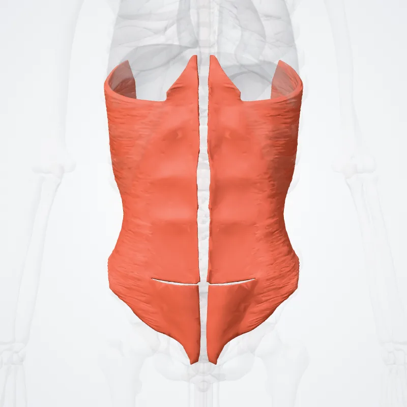 Musculus transversus abdominis (Transversus abdominis muscle) hervorgehoben in einem 3D-Modell des menschlichen Körpers