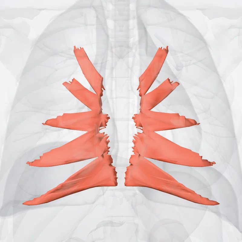 Transversus thoracis muscle (Musculus transversus thoracis) highlighted in a 3D model of the human body