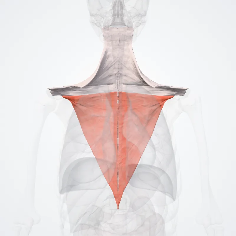 Musculus trapezius (Trapezius muscle) hervorgehoben in einem 3D-Modell des menschlichen Körpers