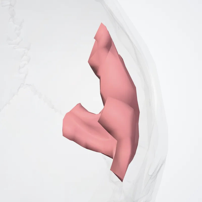 Pars triangularis gyri frontalis inferioris (Triangular part of inferior frontal gyrus) hervorgehoben in einem 3D-Modell des menschlichen Körpers