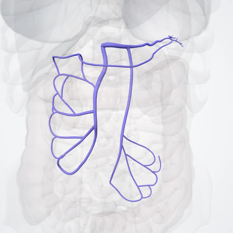 Affluentes venae portae hepatis (Tributaries of hepatic portal vein) hervorgehoben in einem 3D-Modell des menschlichen Körpers