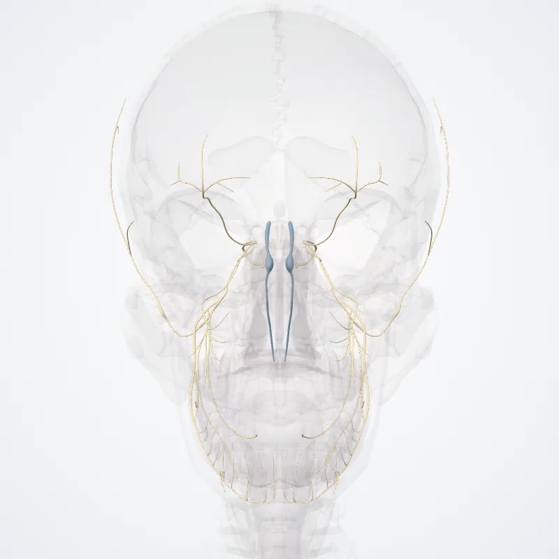 Nervus trigeminus (V) (Trigeminal nerve (V)) hervorgehoben in einem 3D-Modell des menschlichen Körpers